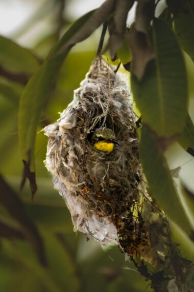 Empty nest syndrome